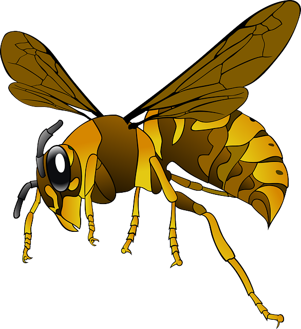 hornet-151003_640 (1) abeille