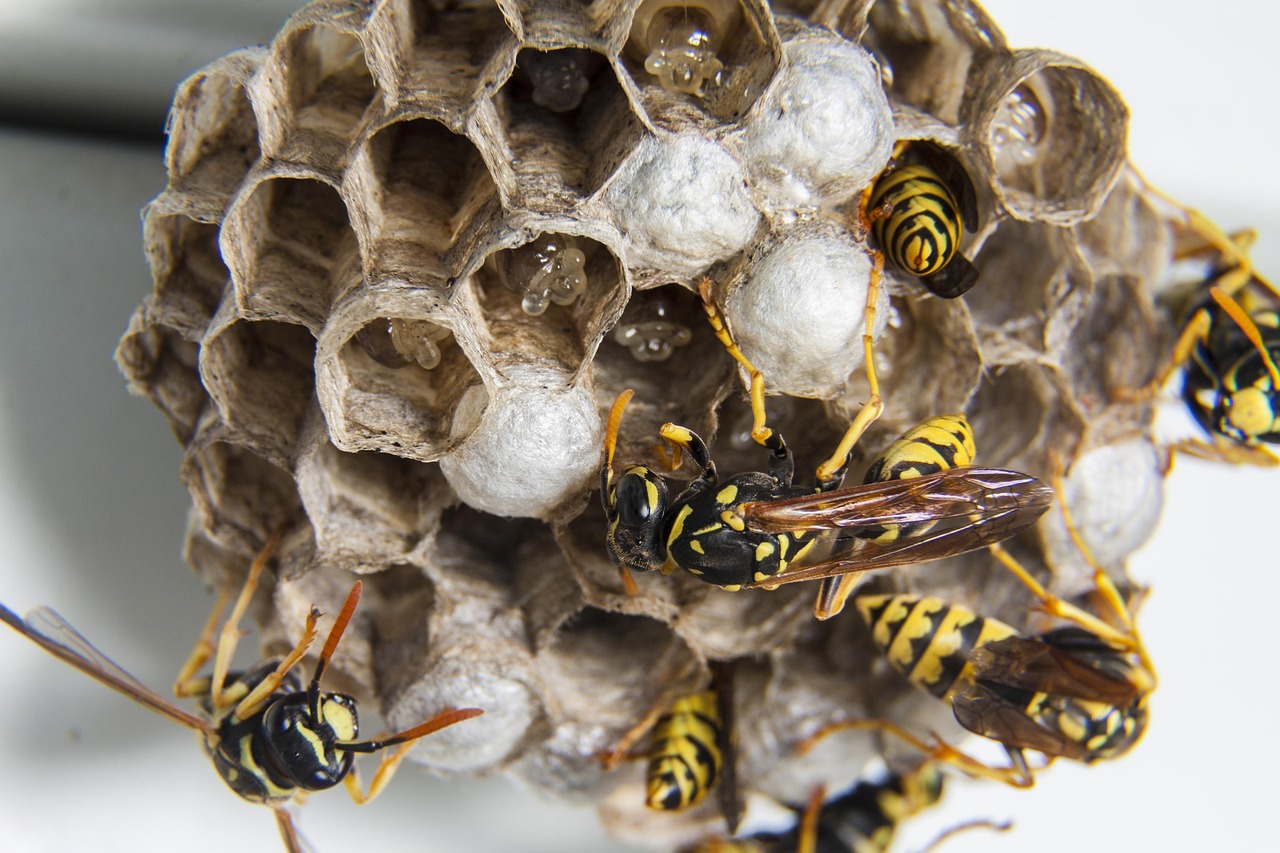 swarm-1903243_1280 Photo d'une abeille sur du miel
