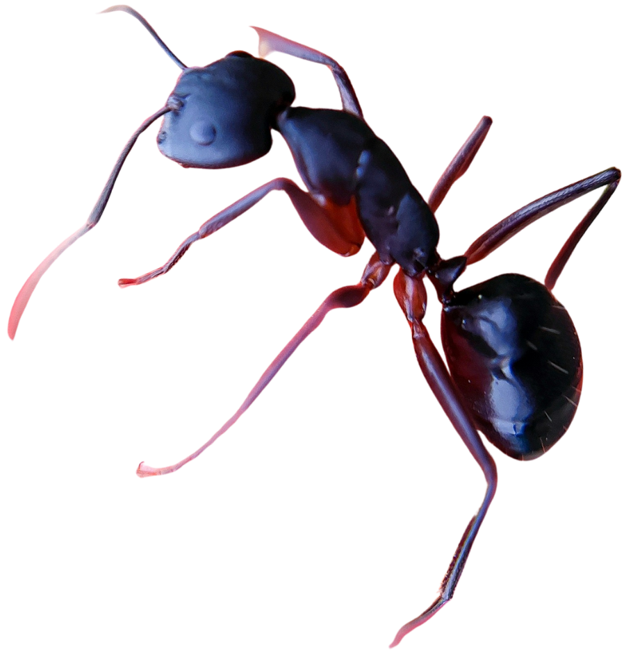 urgence guêpes et frelons - fourmis