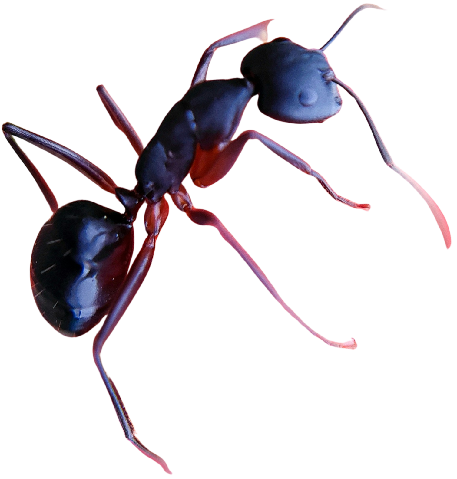 urgence guêpes et frelons - fourmis